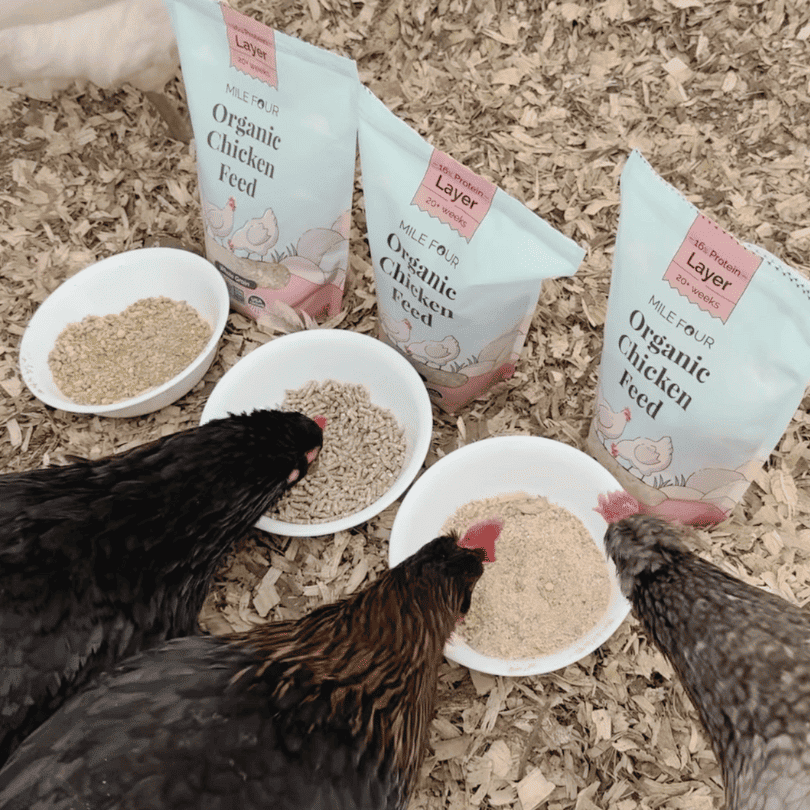 Organic Layer Chicken Feed by Mile Four in pellet form, designed for healthy laying hens, shown in a 2-pound bag.