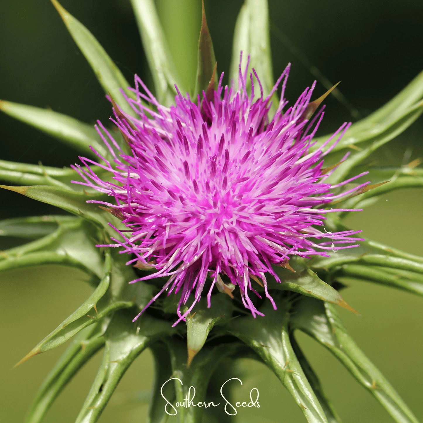 Southern Seeds Milk Thistle seeds, Silybum marianum, 20 seeds for planting and herbal health benefits.