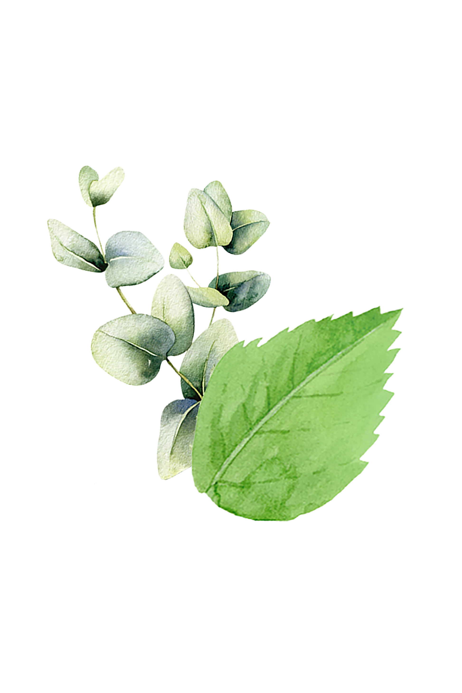 A watercolor-style eucalyptus and mint leaf design on a black background evokes the refreshing aroma of Rustic Strength’s Epsom Salt Soak | Mint & Eucalyptus pure essential oils.