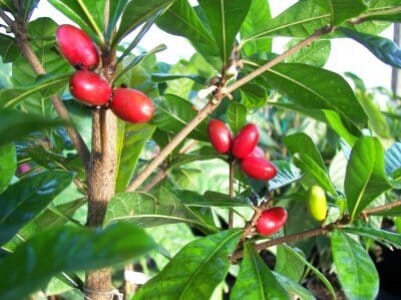 Miracle Fruit Plant (Miracle Berry Tree) - Blessings Grow Meadows