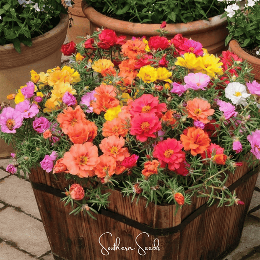 Moss Rose Mix seeds from Southern Seeds, showing colorful portulaca grandiflora flowers and seed packet for planting.