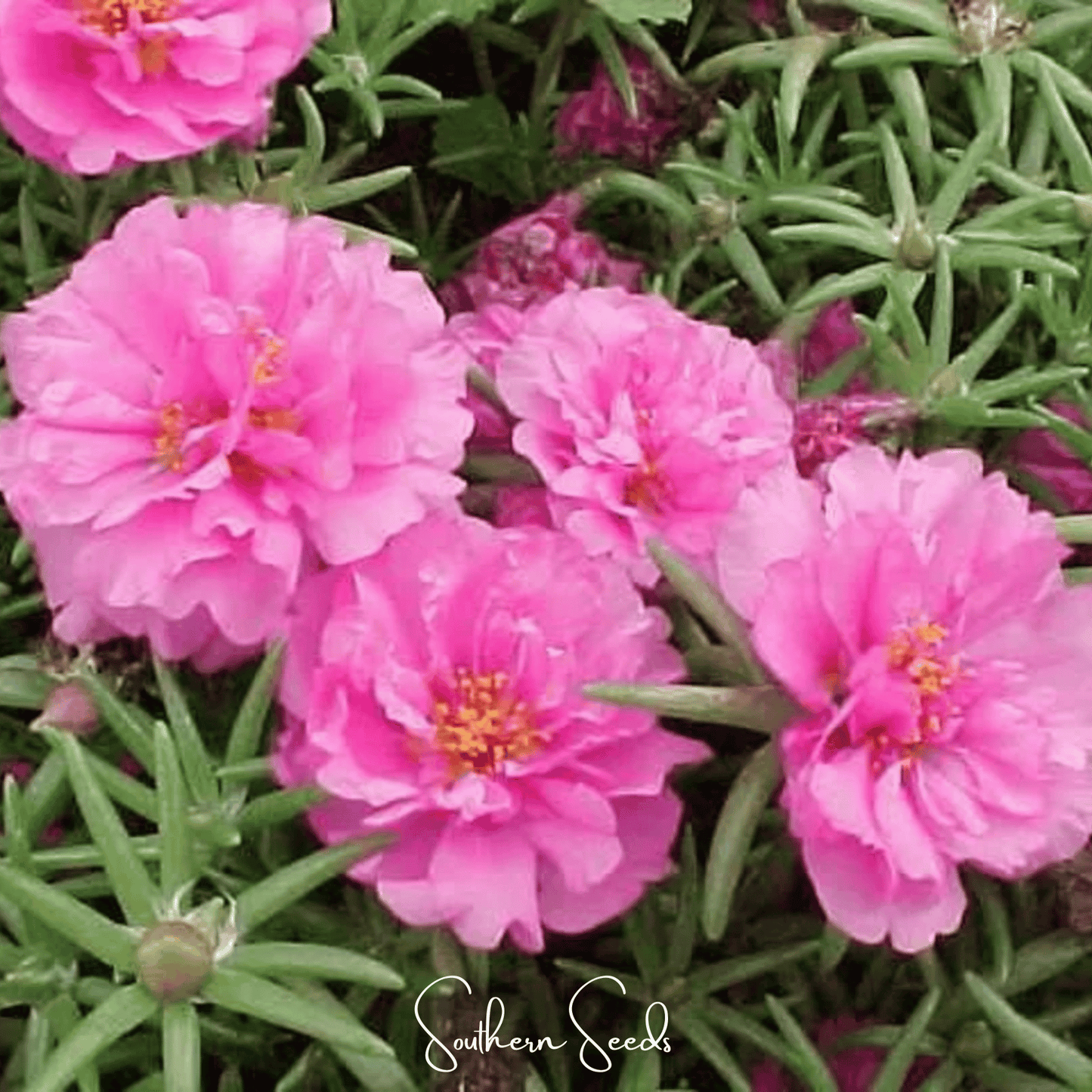 Pink Moss Rose seeds from Southern Seeds, close-up of vibrant pink Portulaca grandiflora flower and seed packet.