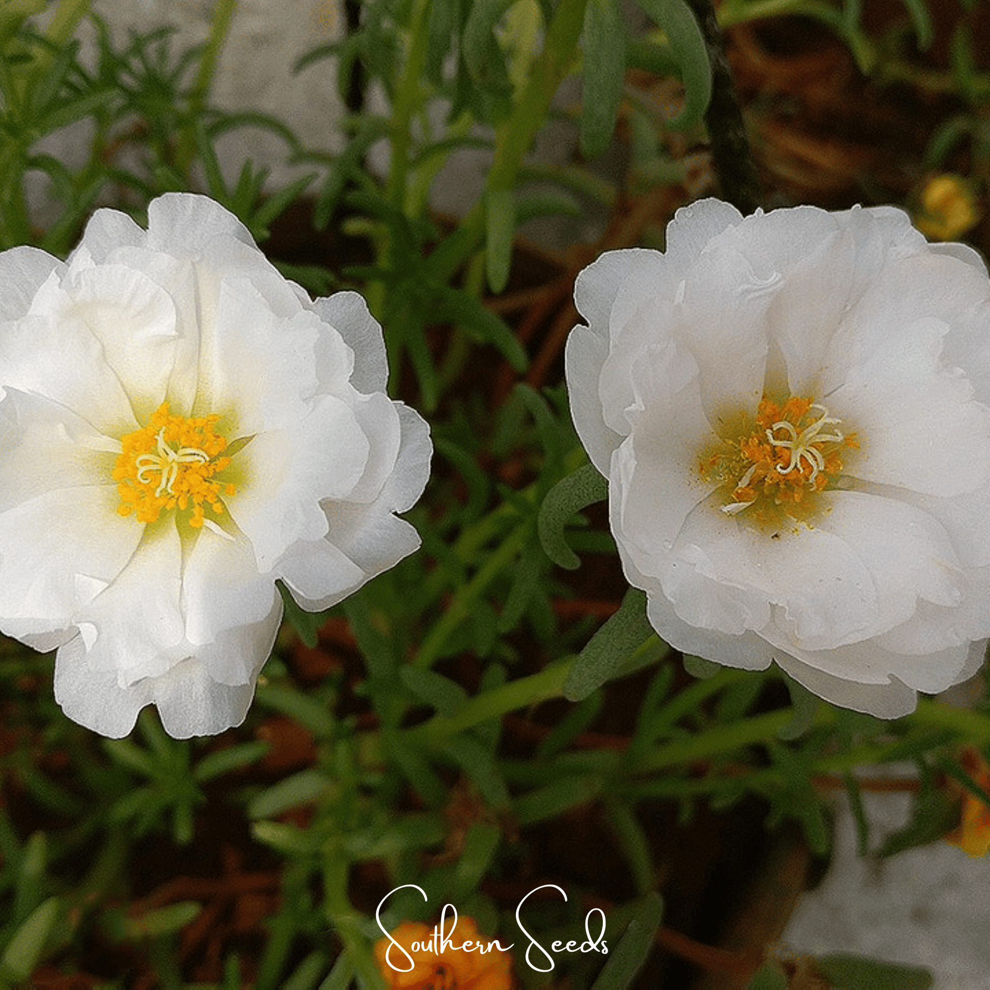 White Moss Rose seeds from Southern Seeds, showing a packet of 250 seeds for Portulaca grandiflora, a vibrant flowering plant.