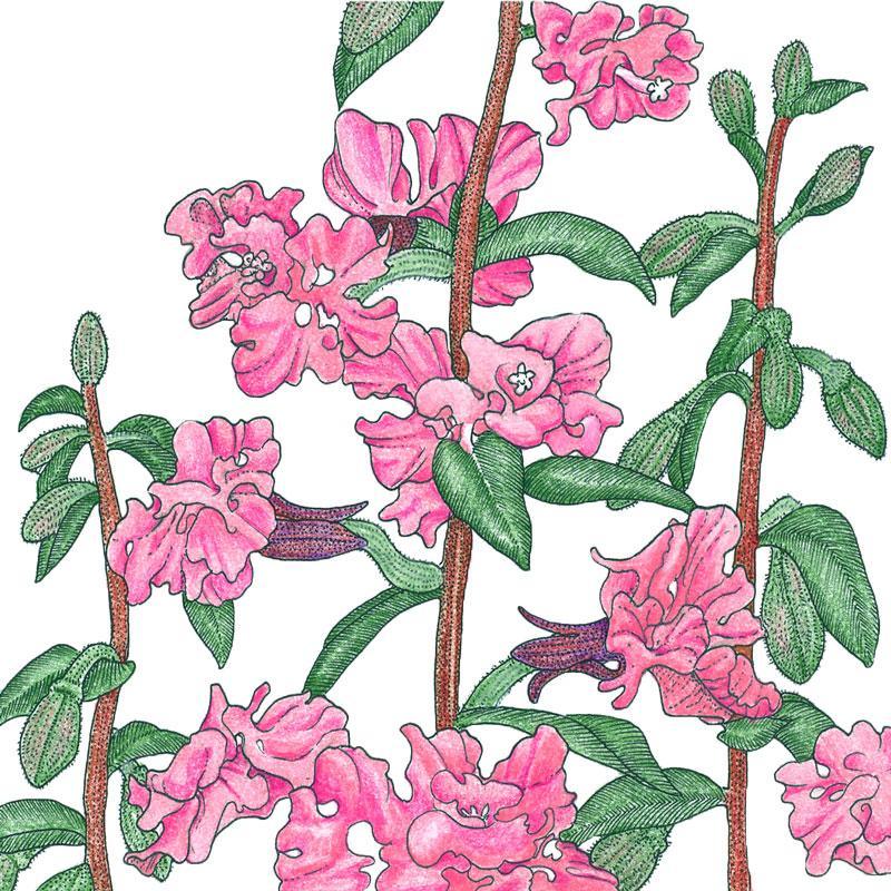 Mountain Garland (1/4 lb) - Blessings Grow Meadows