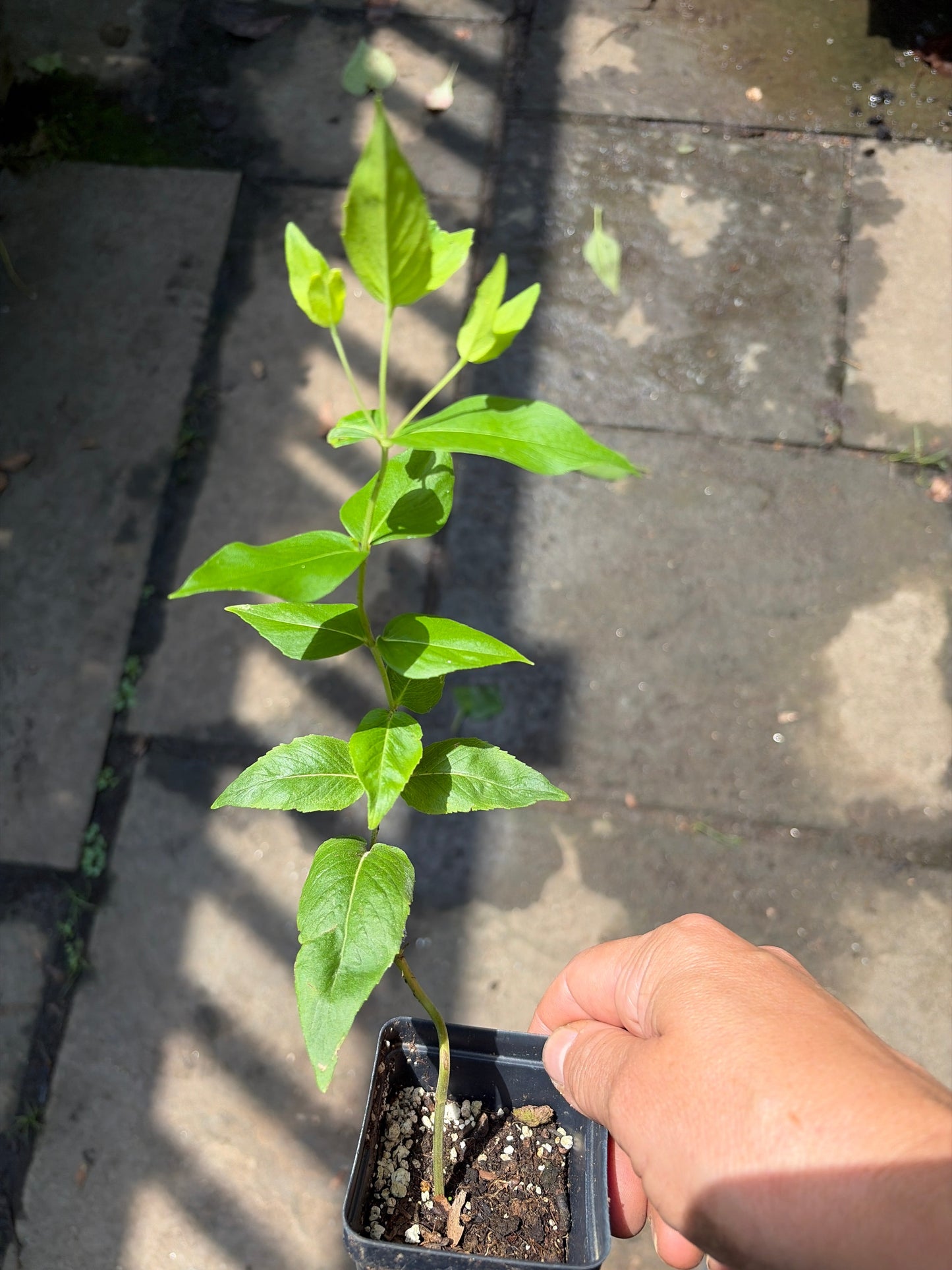 Mountain Mint Live Plant – Pycnanthemum muticum – Native Pollinator Perennial – Zones 4–8