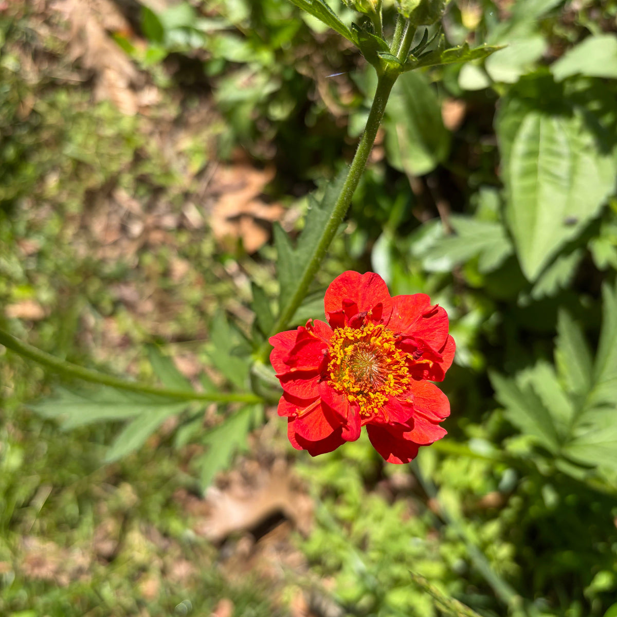 Steep Hill Garden's Geum 'Mrs. J. Bradshaw' live perennial plant with semi-double red blooms, suitable for zones 4–10.