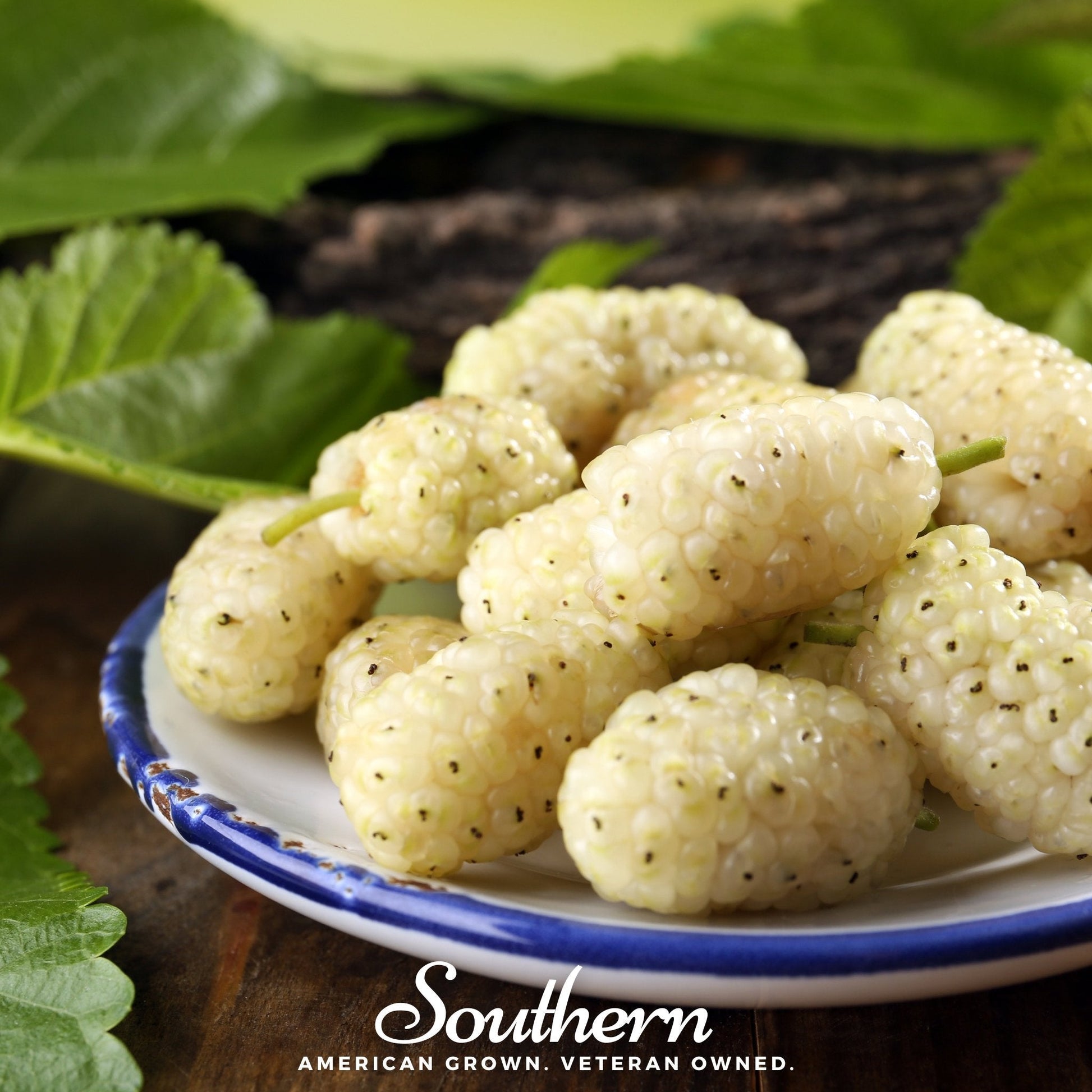 White Mulberry tree with 50 seeds from Southern Seeds, showing small white mulberry fruits and seed packaging.