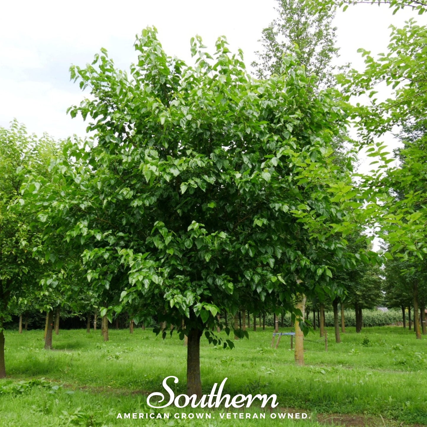 White Mulberry tree with lush green leaves, 50 seeds from Southern Seeds, ideal for planting and growing Morus alba.