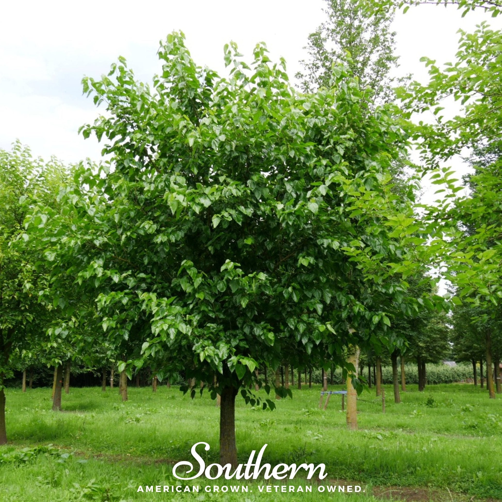 White Mulberry tree with lush green leaves, 50 seeds from Southern Seeds, ideal for planting and growing Morus alba.