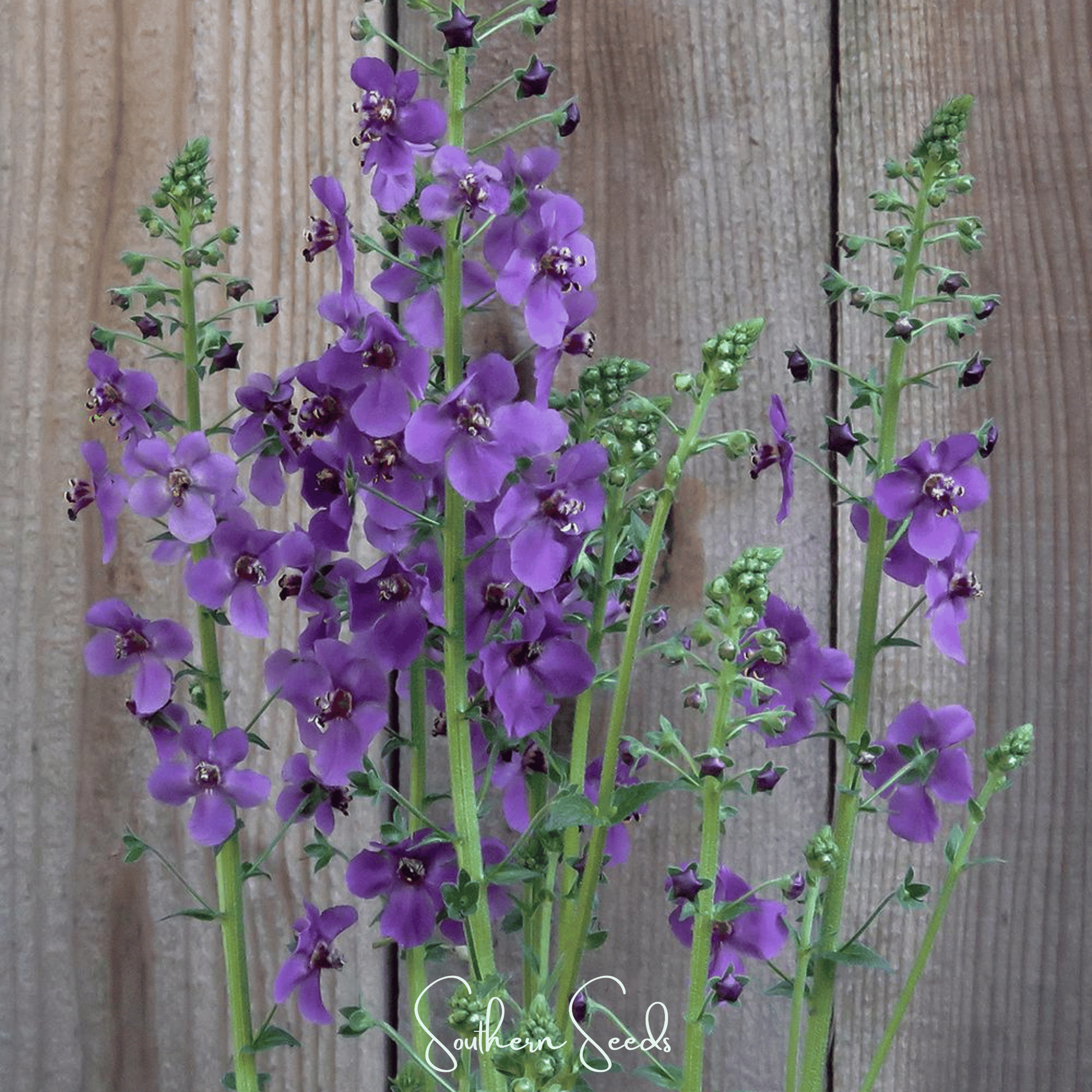 Purple Mullein seeds from Southern Seeds, showing vibrant violet flower buds and green foliage ready for planting.