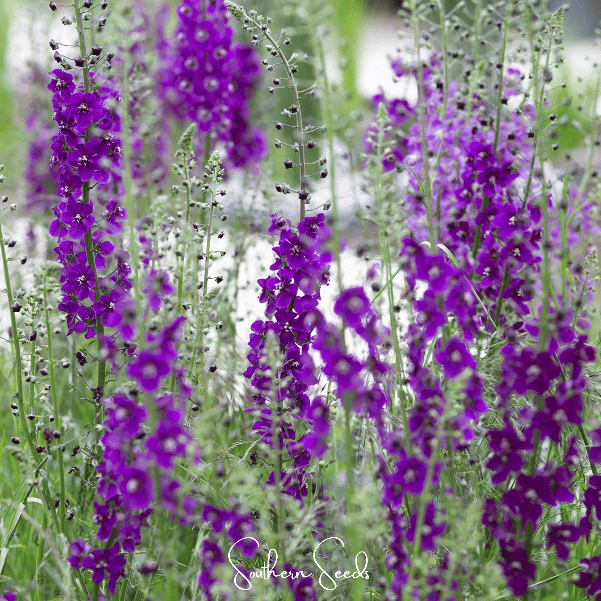 Purple Mullein seeds from Southern Seeds, showing violet flower buds and green foliage, ready for planting.