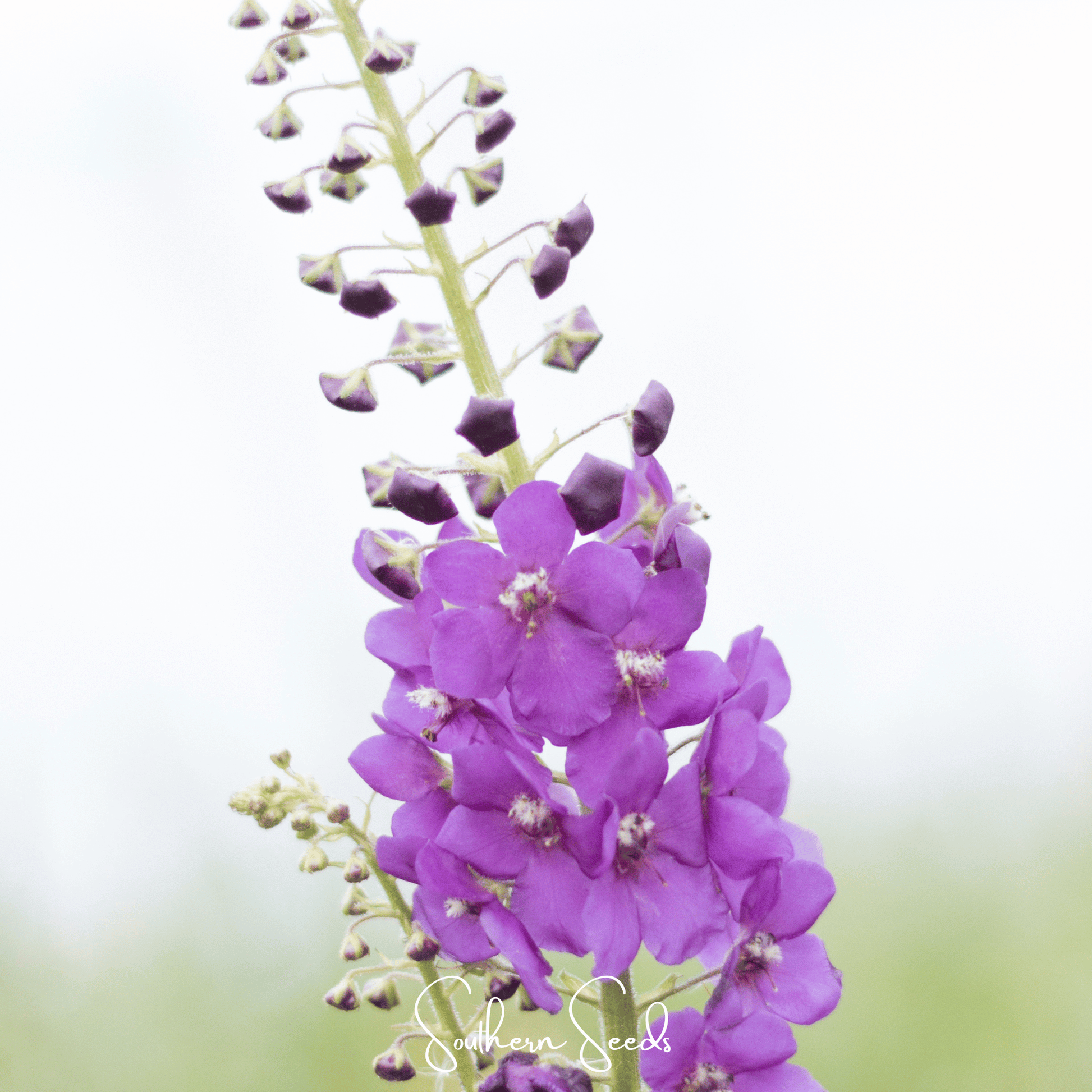 Purple Mullein seed pack by Southern Seeds showing vibrant violet Mullein flower seeds for planting and gardening.