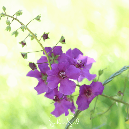 Purple Mullein seeds from Southern Seeds, violet-flowered plant with tall spikes, shown in a close-up image of seed packet.