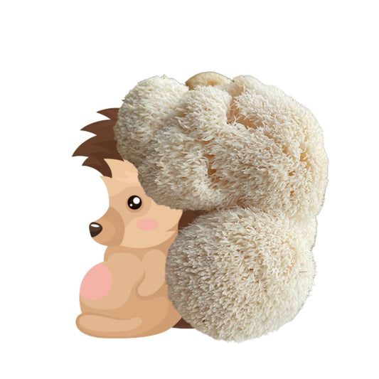 Bearded Hedgehog Lion's Mane mushroom grow kit by Mushroom Growing Kit Depot, 6.5 lbs, featuring mushroom spores and growing medium.