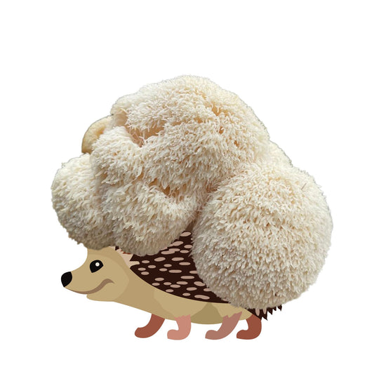 Lion's Mane Mushroom Grow Kit by Mushroom Growing Kit Depot, 6.5 lbs Sporecupine Lion's Mane mushroom cultivation kit with visible mushroom substrate.