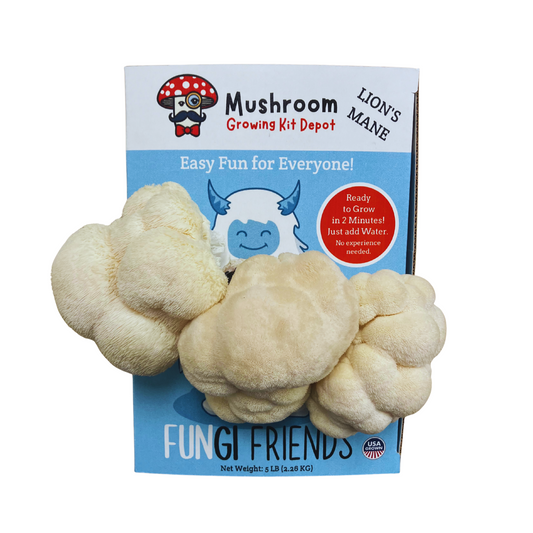 Betty the Yeti Lion's Mane Mushroom Grow Kit by Mushroom Growing Kit Depot, 5 lbs with box, showing mushroom cultivation setup.