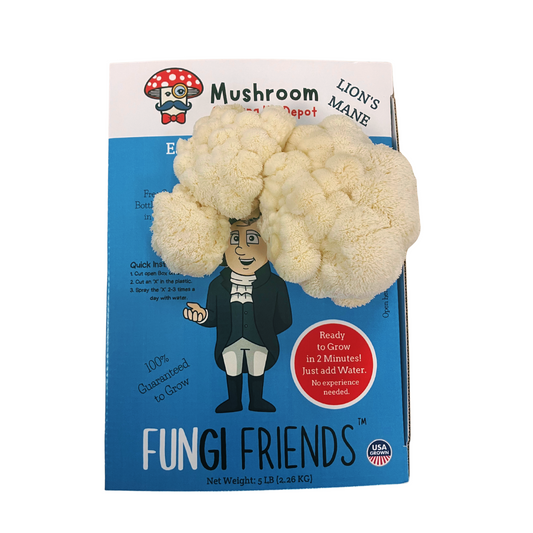 George Mushington Lion's Mane Mushroom Grow Kit by Mushroom Growing Kit Depot, 5 lbs with box, fresh mushroom growth visible.