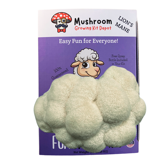 Lion's Mane Mushroom Grow Kit by Mushroom Growing Kit Depot, 5 lbs with box, ready for home cultivation of Lion's Mane mushrooms.