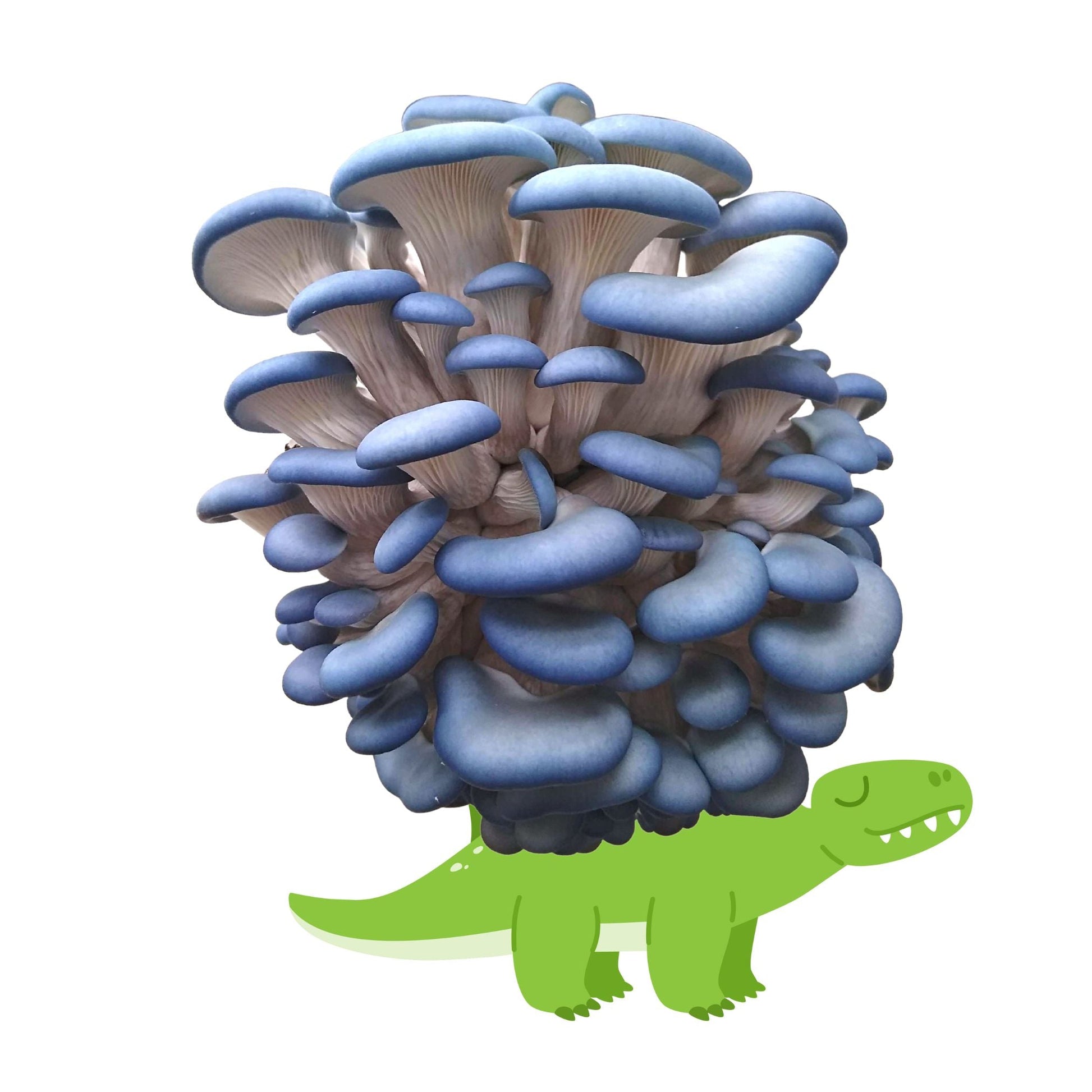 Blue Oyster Mushroom Grow Kit by Mushroom Growing Kit Depot, Mushasaurus, 6.5 lbs of fresh oyster mushrooms on the kit.