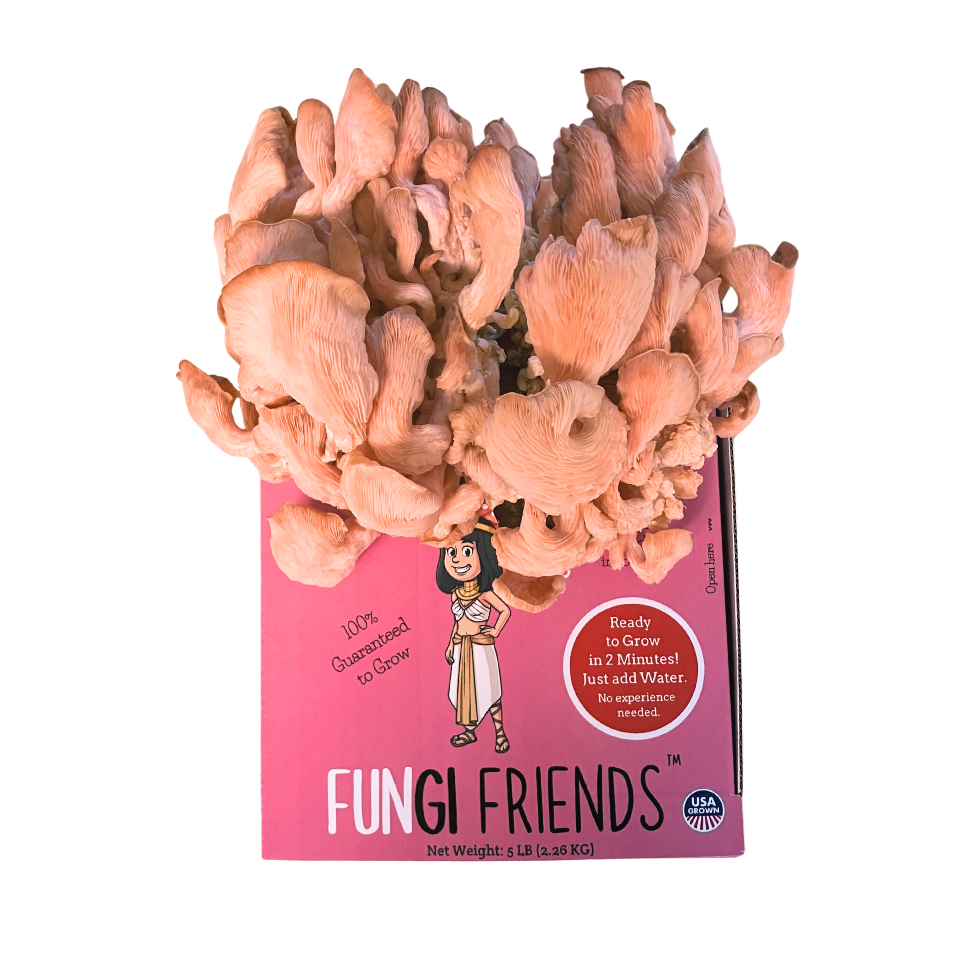 Pink oyster mushroom grow kit by Mushroom Growing Kit Depot, 5 lbs with box, showing the mushroom spawn and packaging.