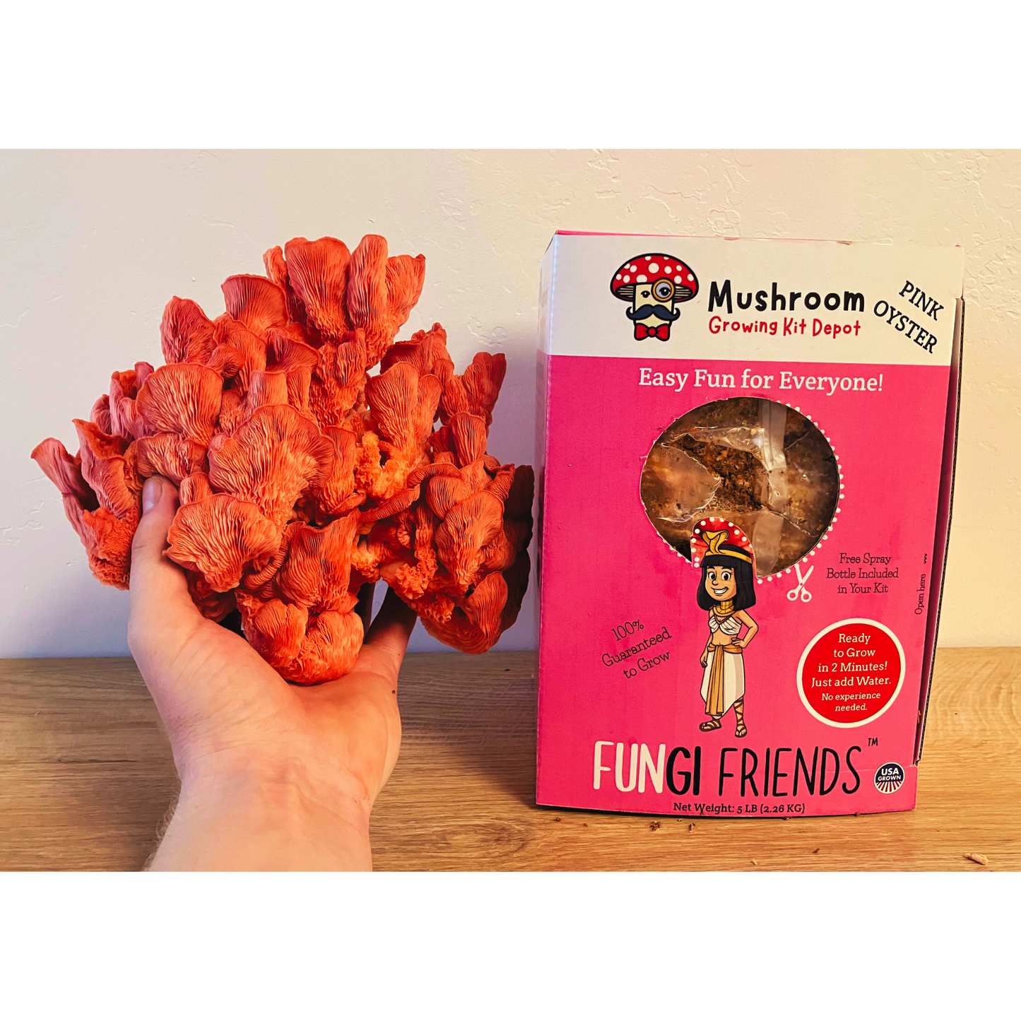 Pink oyster mushroom grow kit by Mushroom Growing Kit Depot, 5 lbs, with box, showcasing the mushroom cultivation setup.