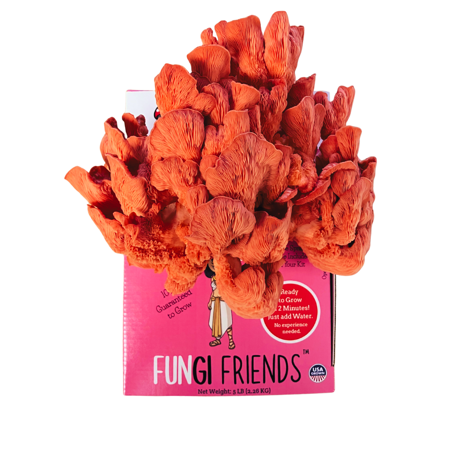 Pink oyster mushroom grow kit by Mushroom Growing Kit Depot, 5 lbs, with box, showing healthy pink oyster mushroom clusters.