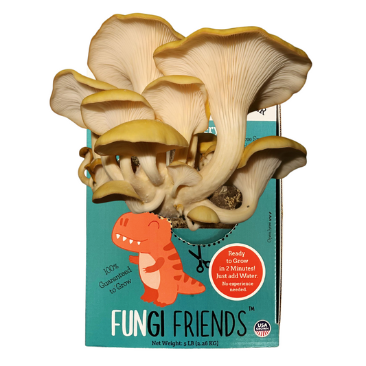 Fungisaurus Rex - Gold Oyster Mushroom Grow Kit - 5 LBS (with box) - Blessings Grow Meadows
