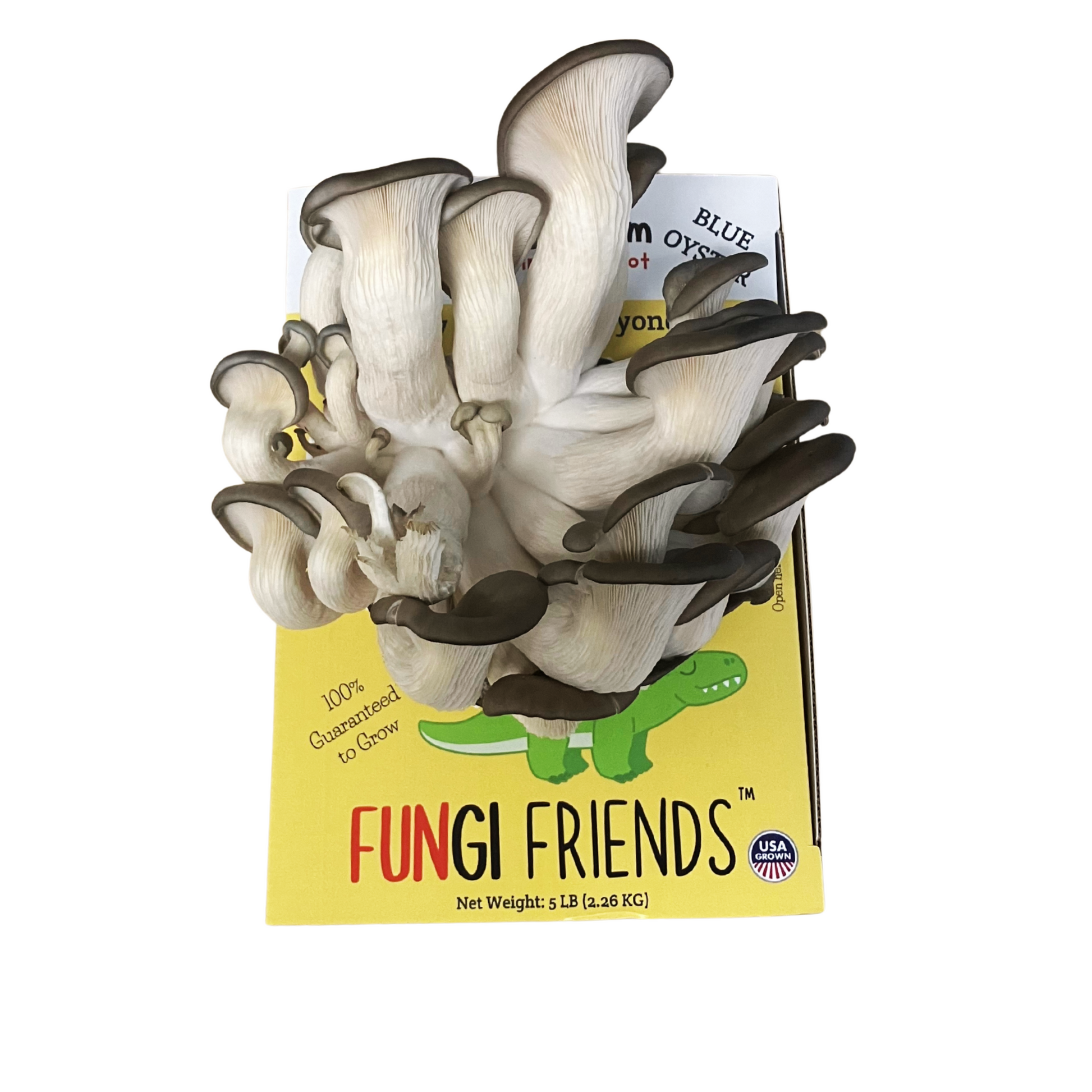 Blue oyster mushroom grow kit in a box, featuring healthy oyster mushrooms on mycelium, from Mushroom Growing Kit Depot.