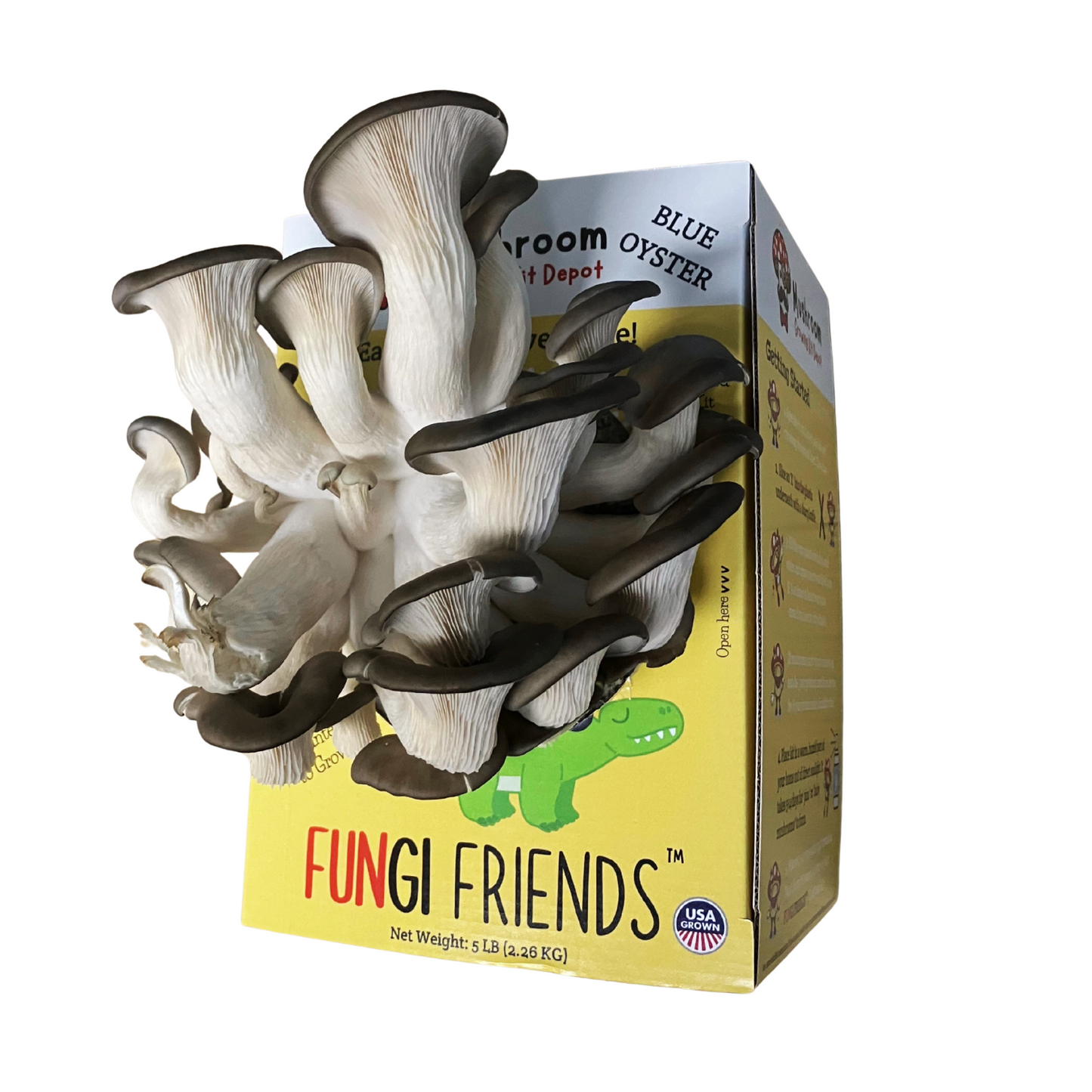 Blue oyster mushroom grow kit by Mushroom Growing Kit Depot, 5 lbs, with box, showing fresh mushrooms and growing substrate.