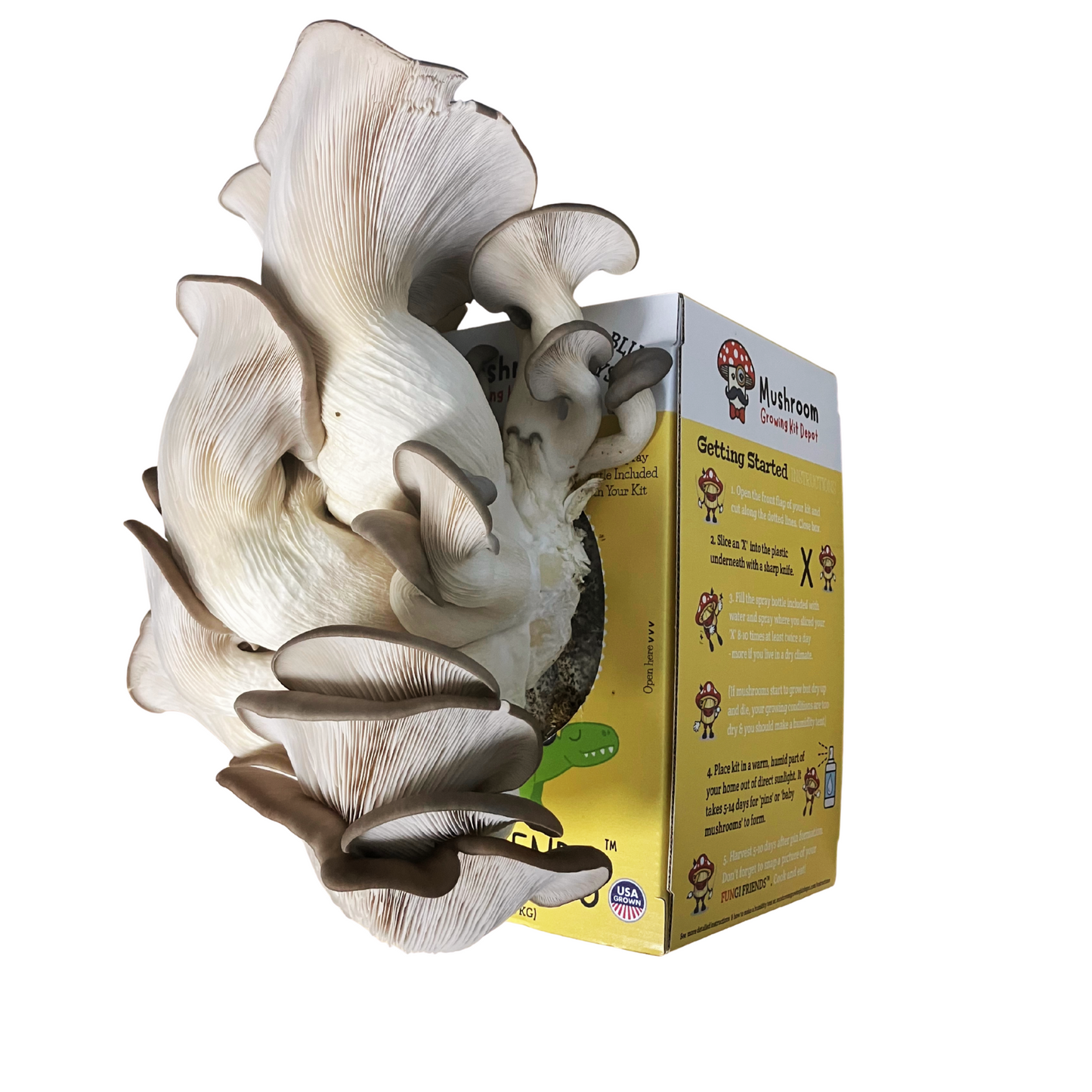 Blue Oyster Mushroom grow kit by Mushroom Growing Kit Depot, 5 lbs with box, showing the mushroom cultivation setup.