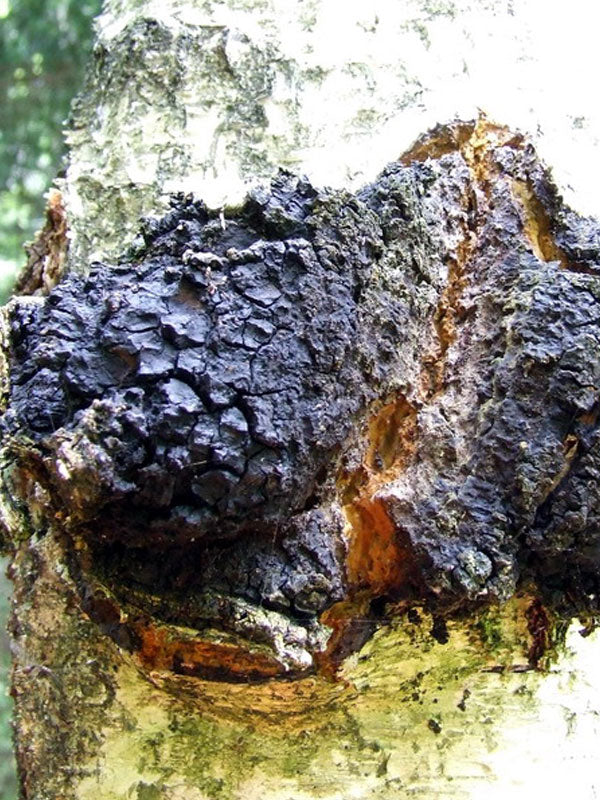 Mycomatrix CHAGA adaptogenic mushroom extract in 2oz jar from Mushroom Mountain with fresh mushroom imagery.