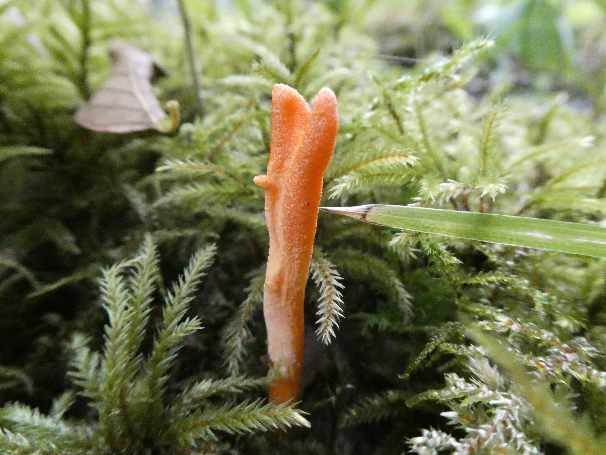 Mycomatrix Cordyceps Adaptogenic Mushroom Extract - Blessings Grow Meadows -