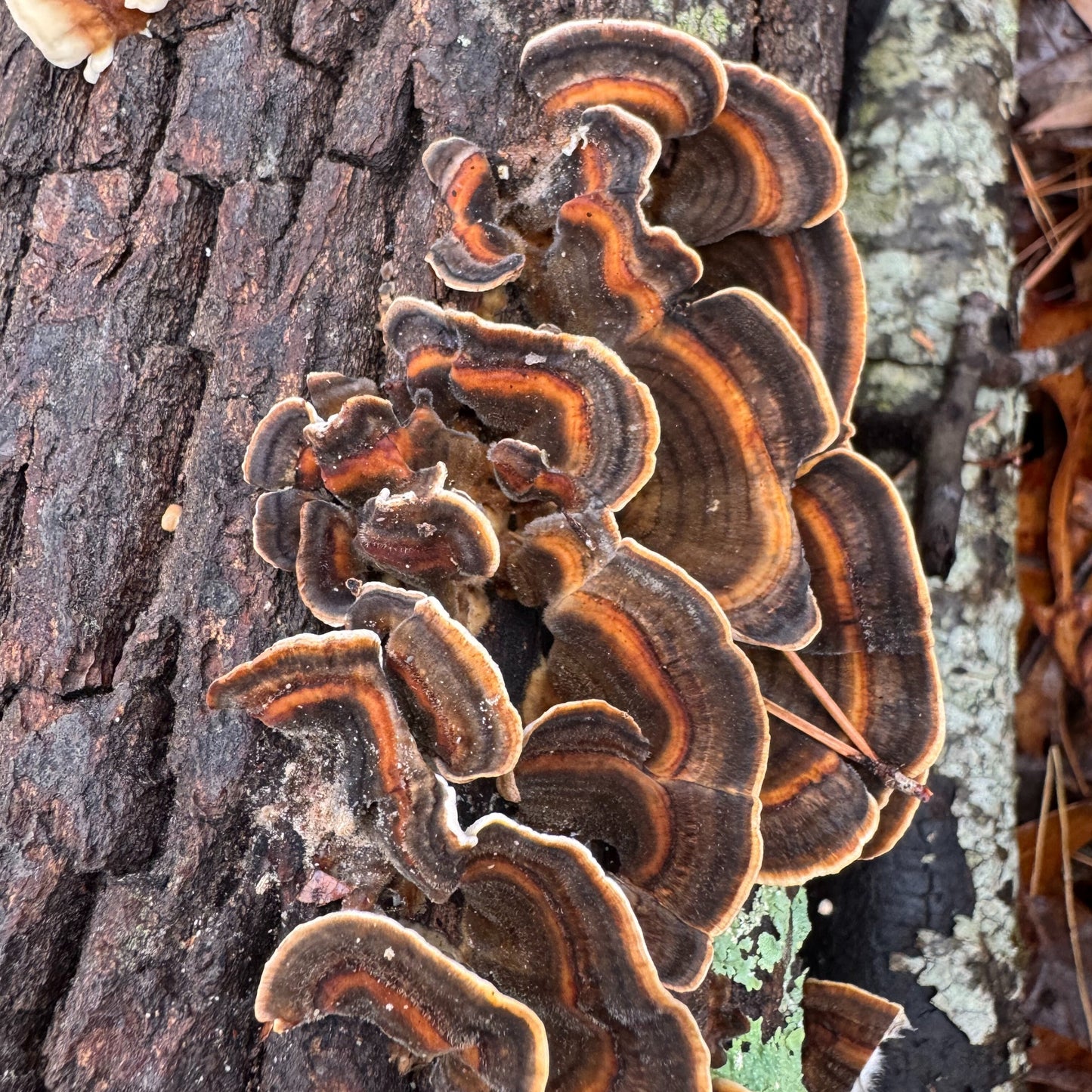 Mycomatrix Turkey Tail adaptogenic mushroom extract in a 2oz bottle by Mushroom Mountain, featuring fresh mushroom imagery.