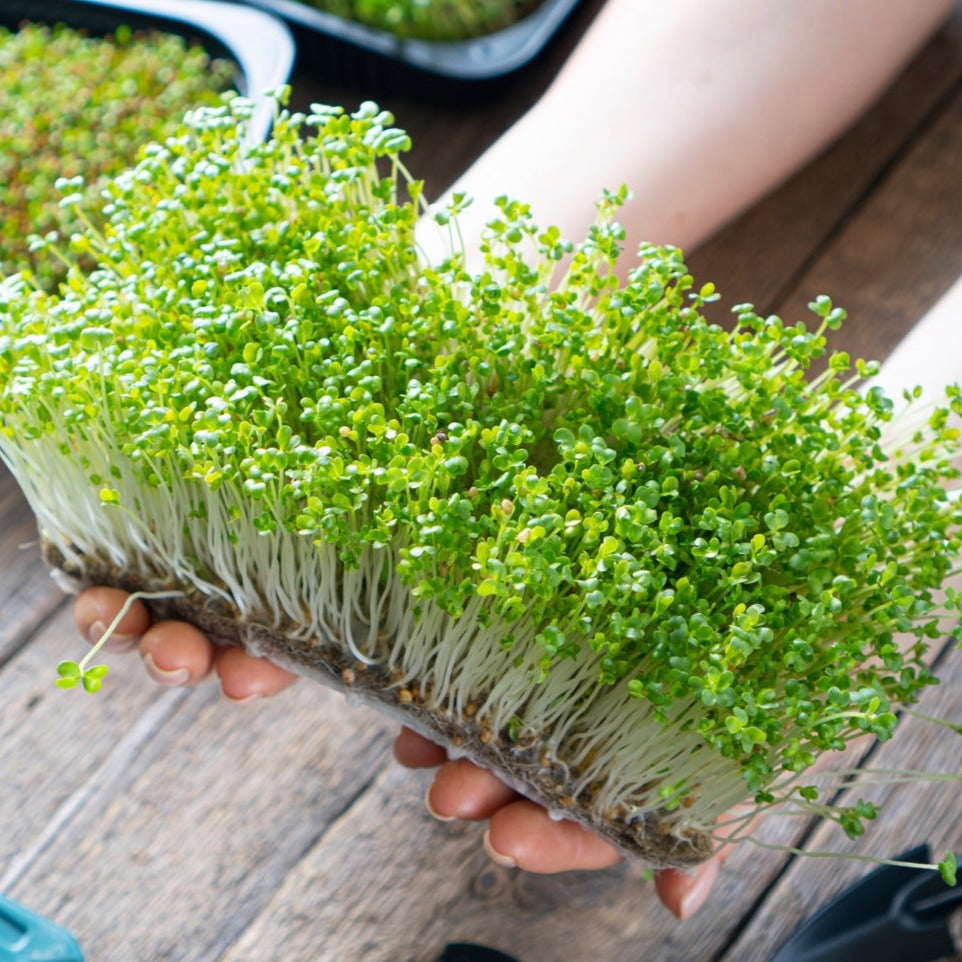Mustard Microgreen - 1 ounce - Blessings Grow Meadows
