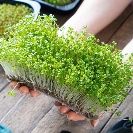 Mustard Microgreen - 1 ounce - Blessings Grow Meadows
