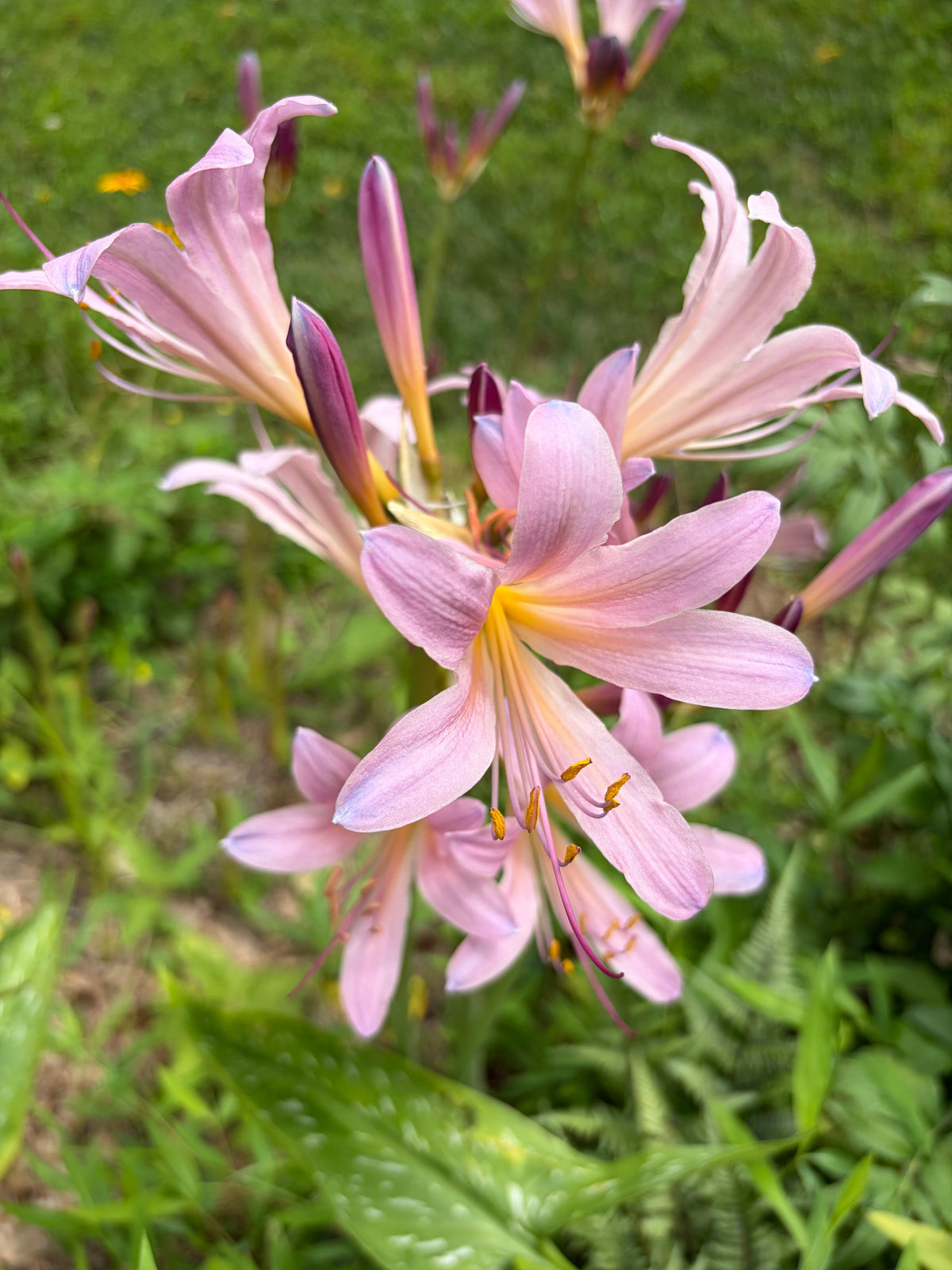 Three Naked Ladies Bulbs, Belladonna Lily and Resurrection Lily, shown in their packaging from Steep Hill Garden.