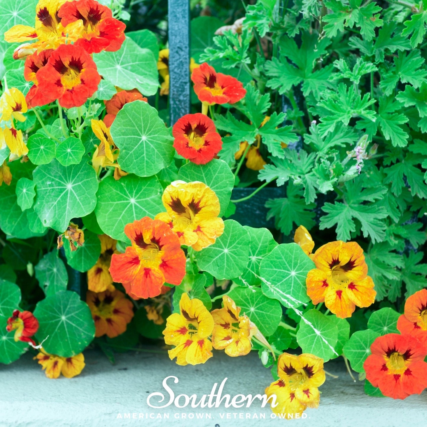 Jewel Nasturtium Mix flowers with vibrant orange, red, and yellow blooms, 25 seeds from Southern Seeds.