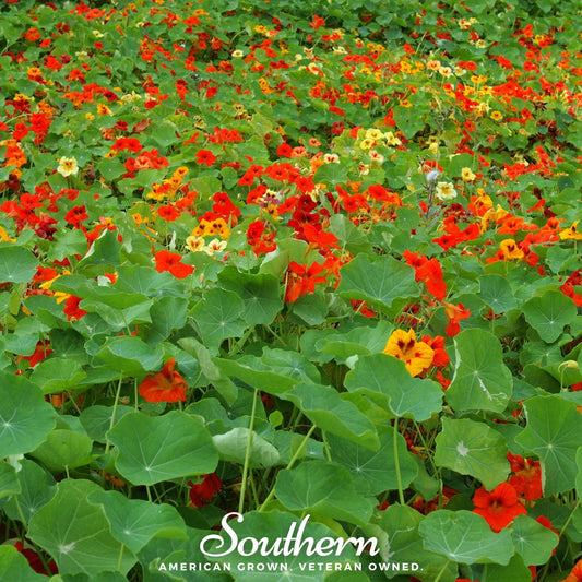 Jewel Nasturtium Mix flower seeds by Southern Seeds, showing colorful nasturtium blooms and seed packet for planting.