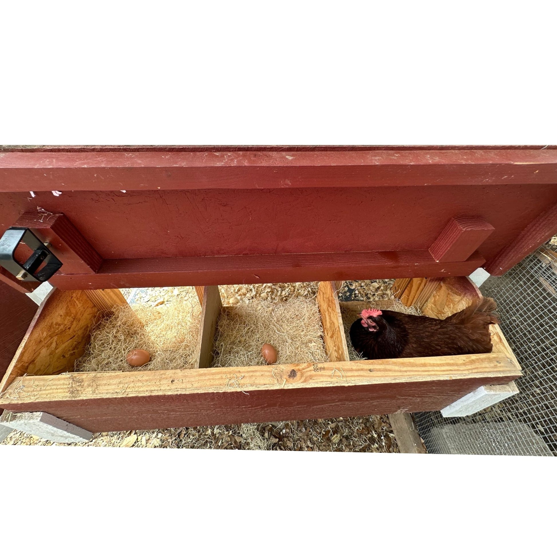 Medium Chicken Coop - Up to 10 Chickens - OverEZ Chicken Coop ~ Blessings Grow Meadows