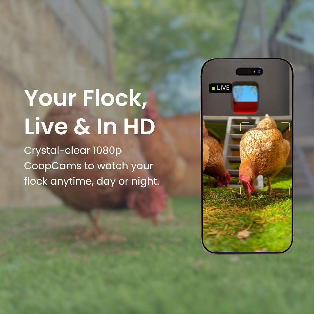 The Smart Coop + Extended Range Run (+ Free Chicks! 🐣) - Blessings Grow Meadows