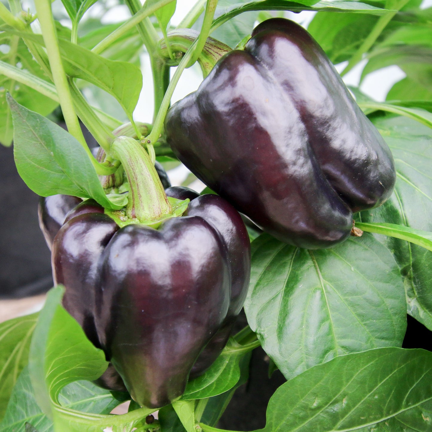 Purple Beauty Bell Pepper - Blessings Grow Meadows