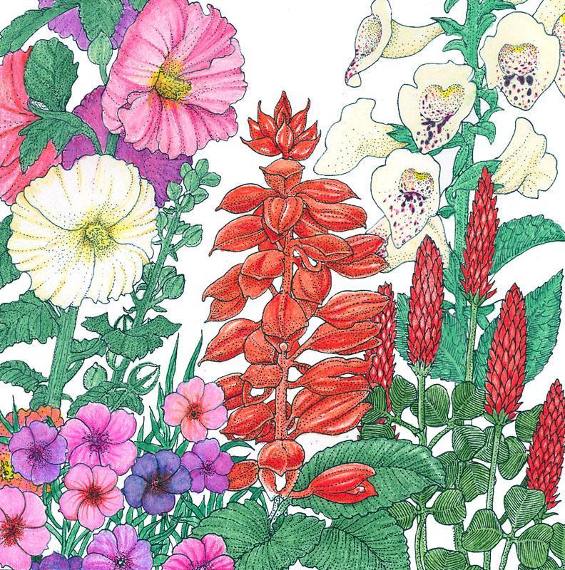 North American Hummingbird Garden Wildlower Mix (lb) - Blessings Grow Meadows