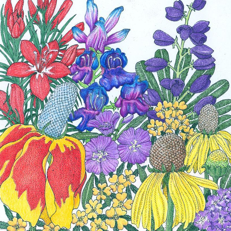 North American Perennial Wildflower Mix (1/4 lb) - Blessings Grow Meadows