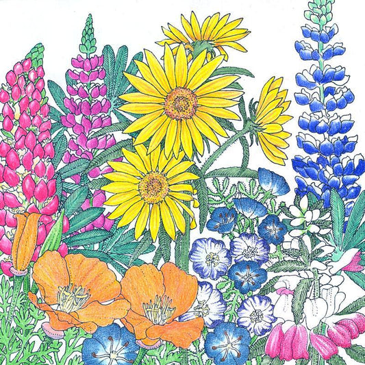 Northwest Native Wildflower Mix (1/4 lb) - Blessings Grow Meadows