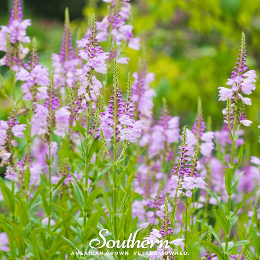 Obedient Plant seeds from Southern Seeds, showing small brown seed packets for Physostegia virginiana, a perennial flowering plant.