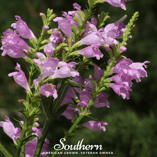 Obedient Plant seeds by Southern Seeds, showing 25 Physostegia virginiana seeds for planting in gardens.