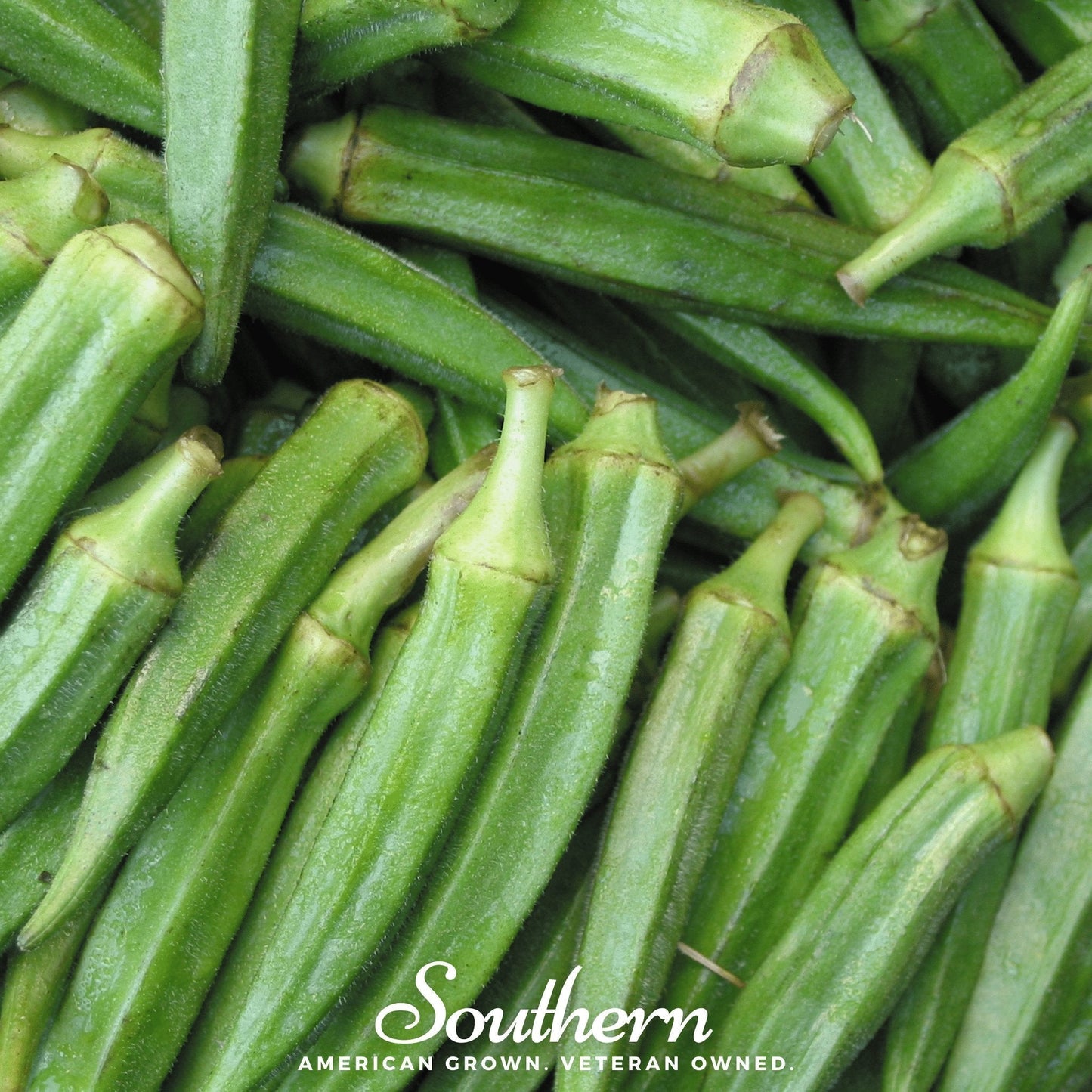 Clemson Spineless okra seeds from Southern Seeds, showing 50 seeds in a close-up view, ideal for planting and gardening.