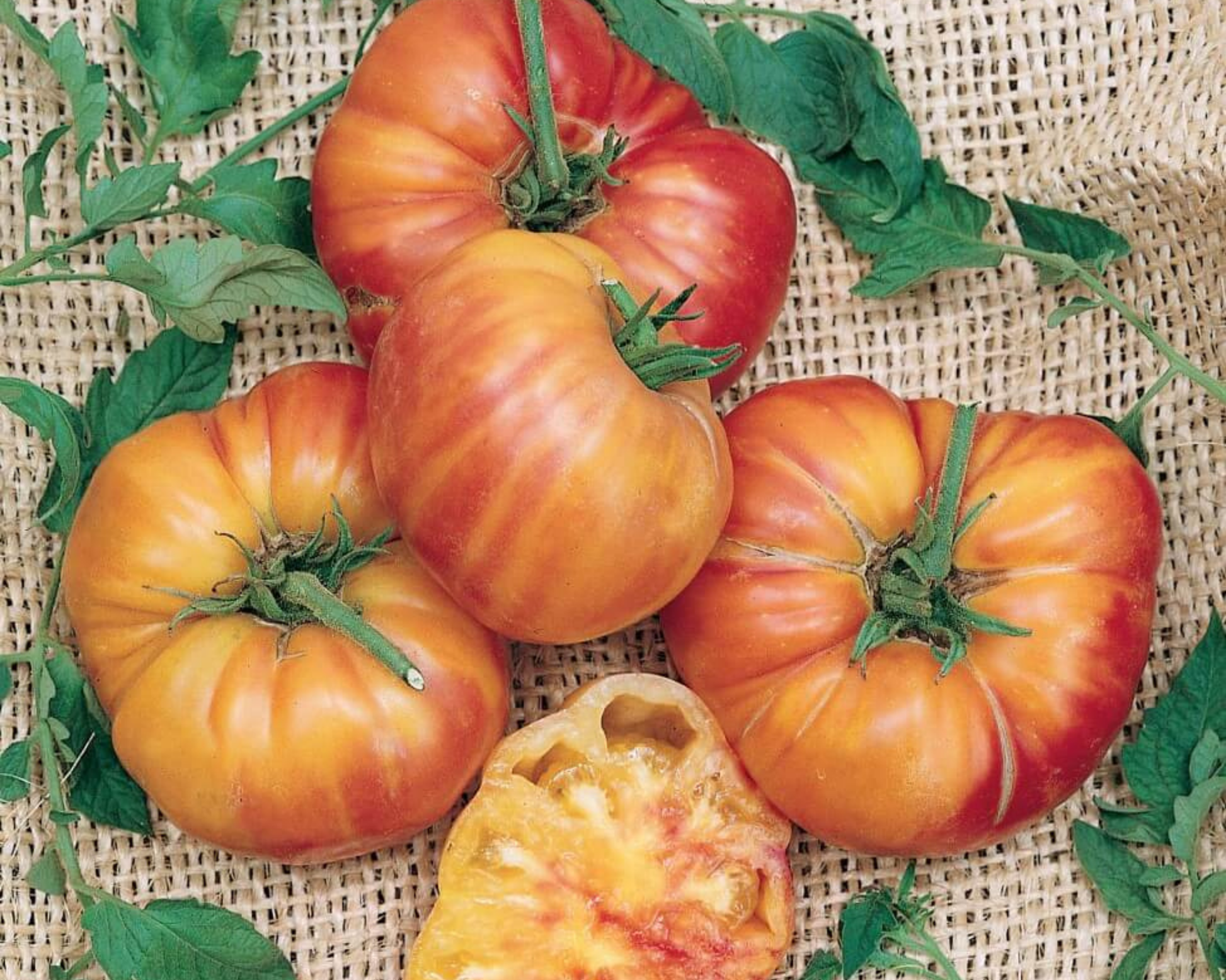 Old German Tomato Seeds - Blessings Grow Meadows