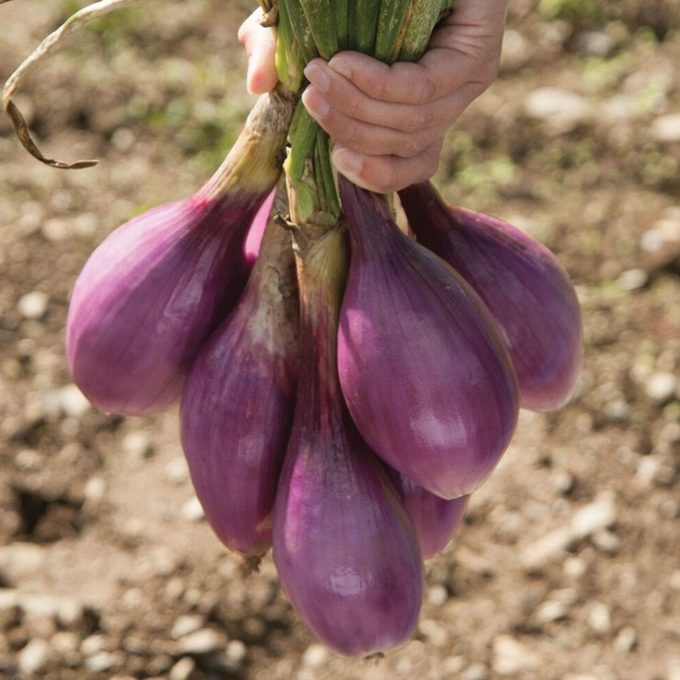 Red Long of Tropea Onion - Blessings Grow Meadows