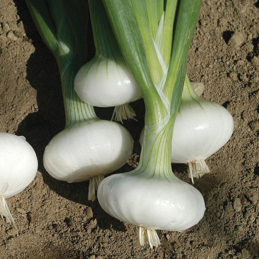 Bianca Di Maggio Onion - Blessings Grow Meadows